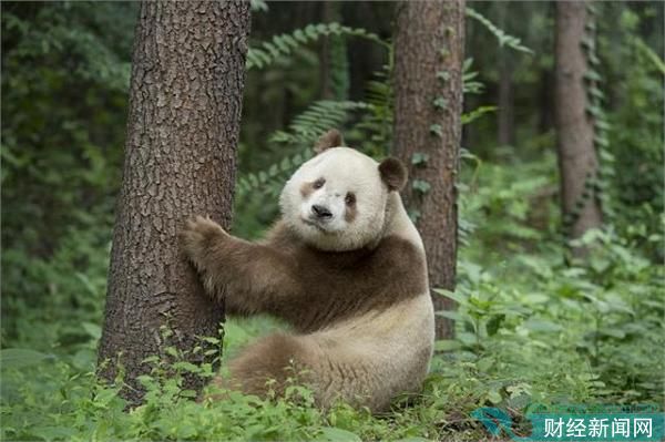 熊猫终于有了彩色照!我国发现罕见棕白色大熊猫  在人们的认知中，大熊猫的毛色全都是“黑白配”，因此也被调侃“永远拍不出彩色照片”。但事实上，大熊猫并非只有黑白两种毛色，“七仔”就是在我国发现的一只极为罕见的棕白色大熊猫。  据了解，五年前，研究人员在中国的秦岭自然保护区发现了棕白相间的“七仔”，当时它只有两个月大，身边没有母亲呵护，身体十分虚弱。为了确保它的安全，研究人员将它送到了附近的陕西野生动物自然繁殖研究中心。  据介绍，1985年以来，人们总共只发现了5只这种棕白色的熊猫，都是在中国秦岭山脉发现的。它们身上这种极为特殊的毛色让科学家们十分困惑，他们花了许多时间来研究棕白色熊猫的出现之谜。  科学家们认为，棕白色的大熊猫可能是其他地区熊猫的亚种，它们可能含有双隐性基因。而秦岭地区之所以会有棕白色的熊猫出现，则可能与当地特殊的地理环境、气候条件有关，“当地的土壤和水质可能会影响熊猫的毛发颜色。”